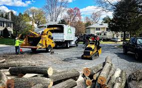 Best Leaf Removal  in Louisville, CO