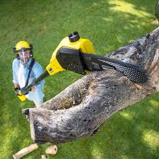 Reliable Louisville, CO Tree Care Solutions