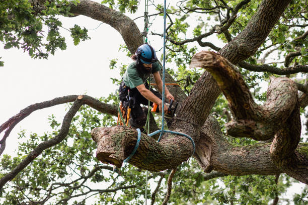 How Our Tree Care Process Works  in  Louisville, CO